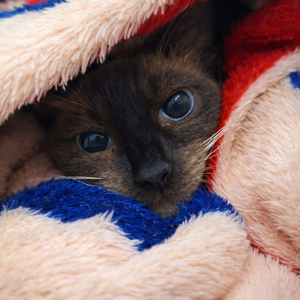 whatsapp_image_2025_12_29_at_18_45_26