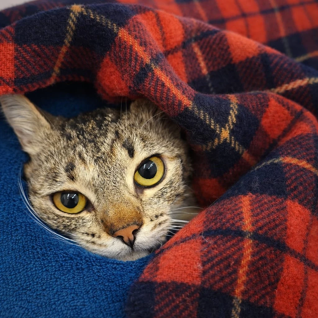 whatsapp_image_2025_12_29_at_18_45_27